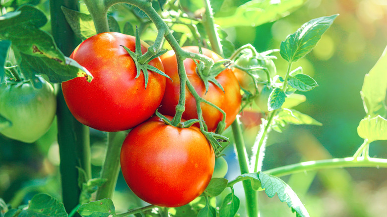 Tomatoes ripen on the vine in a garden.