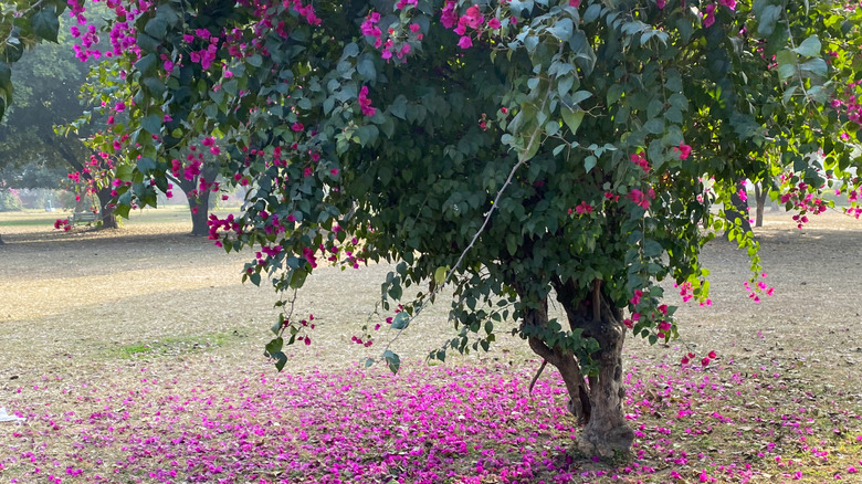Flowers cover the ground below a blooming tree.