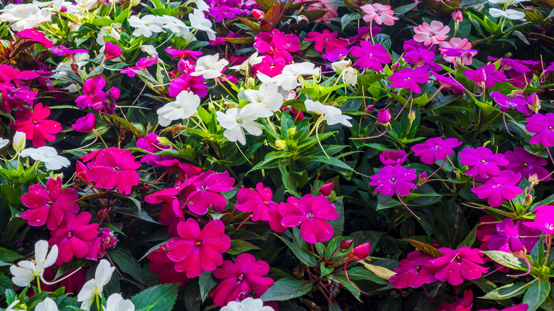 Multiple colorful impatiens bloom in a garden.
