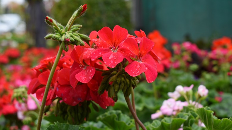 Geraniums bloom in a garden with dew on the petals.
