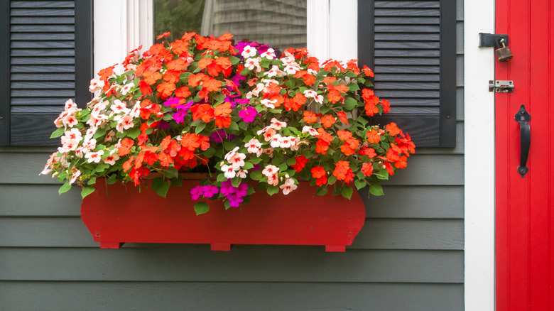 Impatiens grow in a window box.