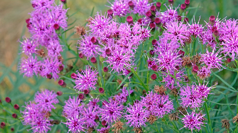 'Iron Butterfly' blooms with purple blooms.