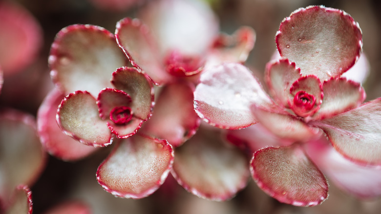 The unique reddish colors of 'Dragon's Blood' sedum are shown in close-up.