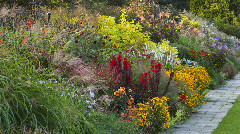 A range of colorful plants thrive in a garden in autumn.