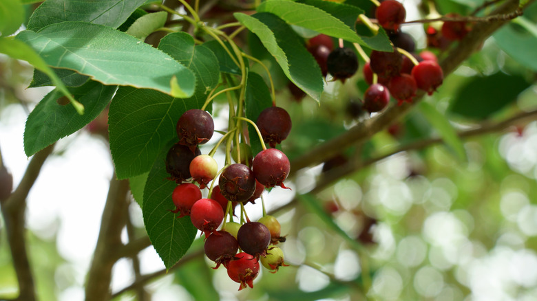 A juneberry tree is covered with clusters of fruit.