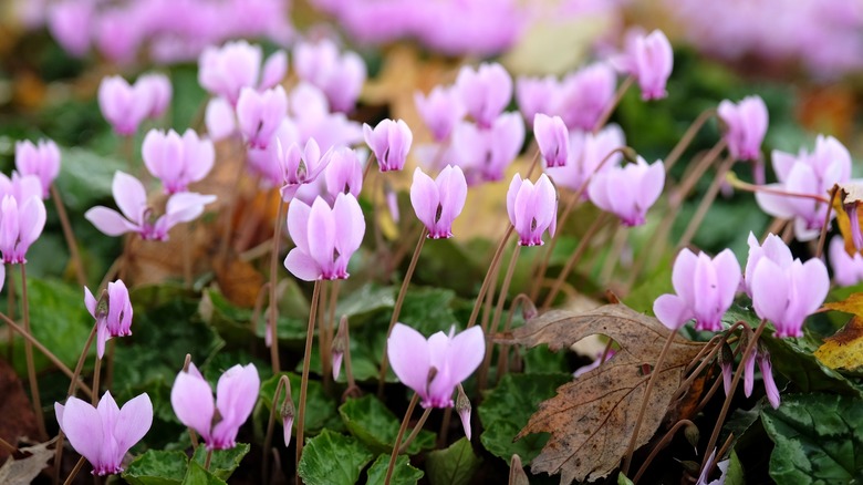 Pink cyclamen flowers blanket the ground.