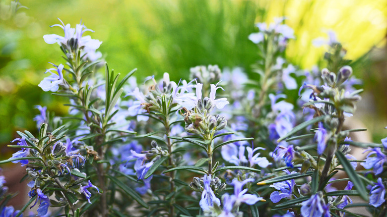 Twigs of rosemary bloom with tiny lavender flowers in a garden.