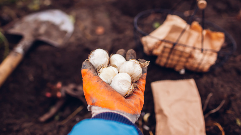 A gloved hand holds garlic bulbs.