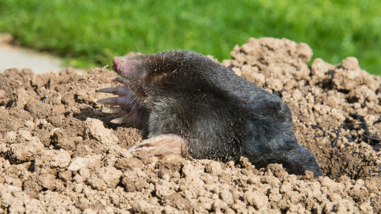 A mole breeches the soil surface in the garden.