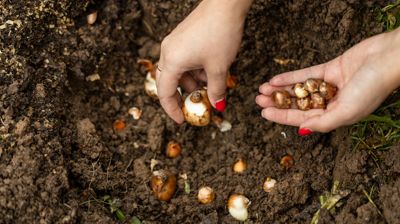 A person plants bulbs in the ground.