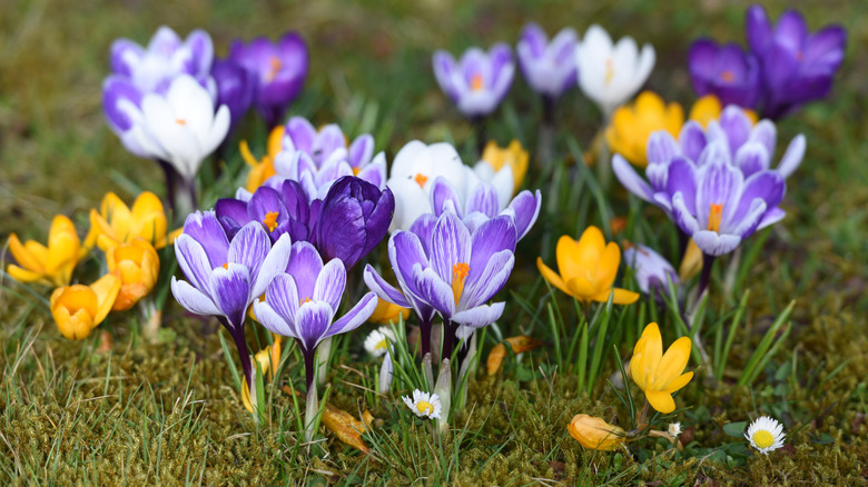 A cluster of purple, yellow, and white crocuses bloom in a lawn.
