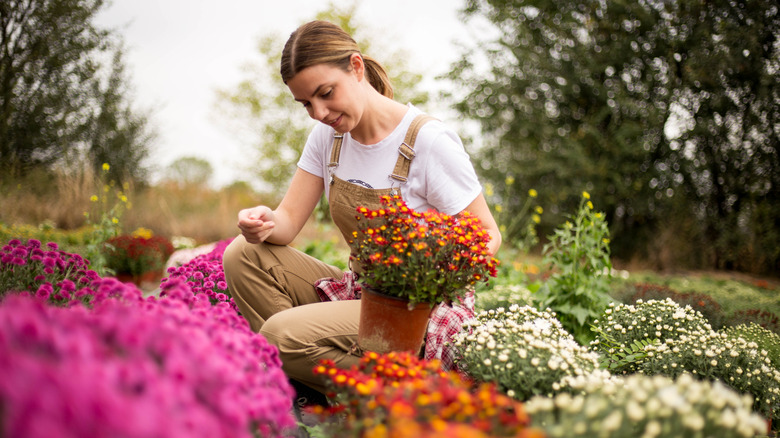 Woman in overalls bending down to plants mums and other fall flowers