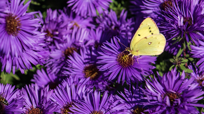 Yellow butterfly sits on a purple aster flower.