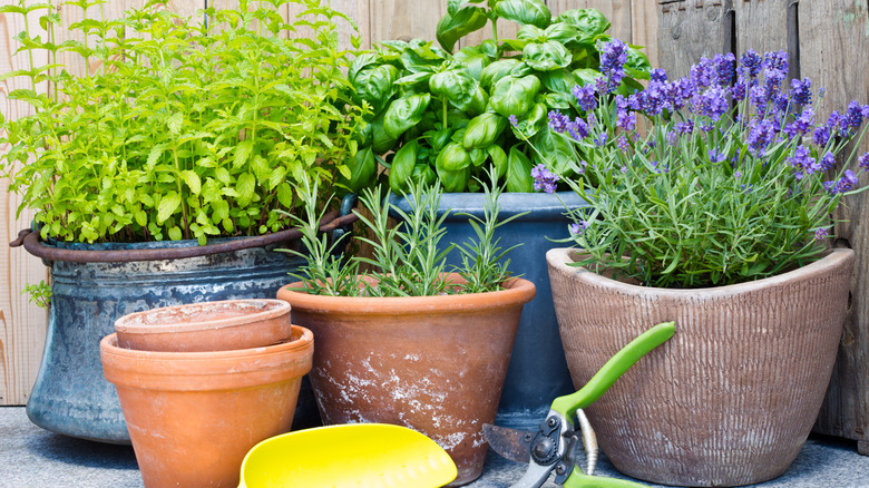Herbs grow in garden pots and planters.