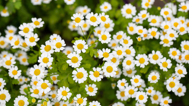 Close-up of painted daisies in bloom