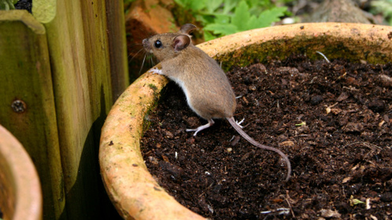 A brown field mouse is sitting in a soil-filled planter looking toward a fence.