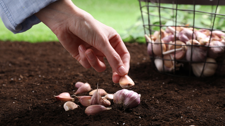 A woman placing garlic cloves in soil