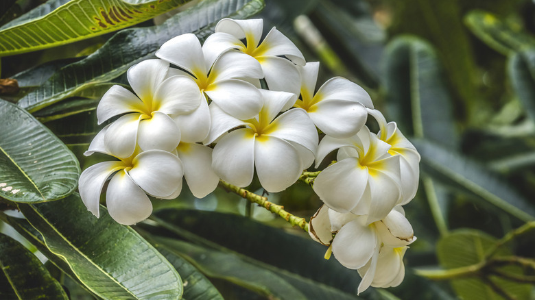 White and yellow frangipani flowers up-close.