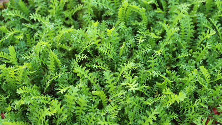 A ground cover of brass buttons foliage blankets a garden.