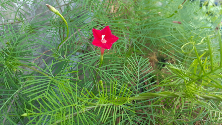 Cypress vine blooms with a bright red star-shaped flower.