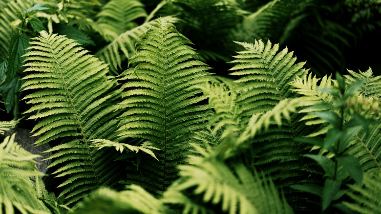 Lush green ferns thrive in a landscape.
