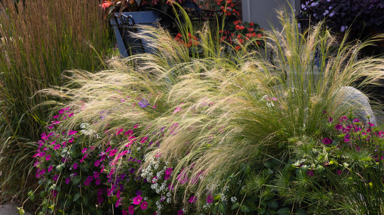 Mexican feather grass thrives in a garden.
