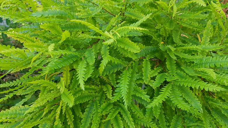 Sweet fern flourishes in a garden.