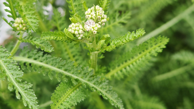 Yarrow begins to flower.