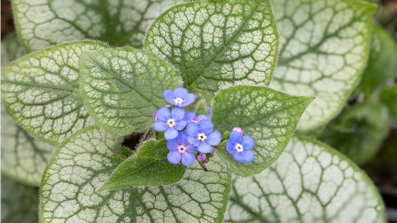 'Jack Frost' brunnera blooms, showing its small purple flowers and heart-shaped foliage.