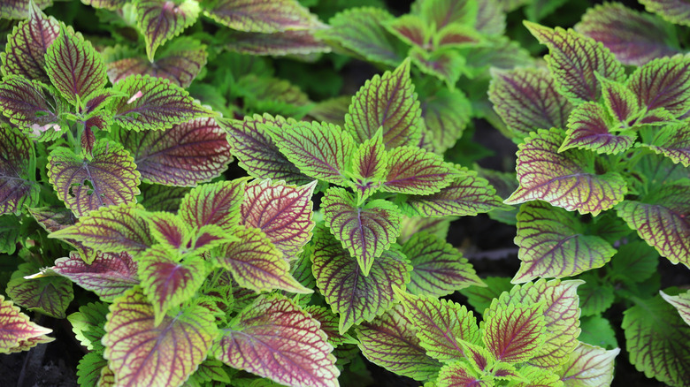 Coleus has green and red leaves.