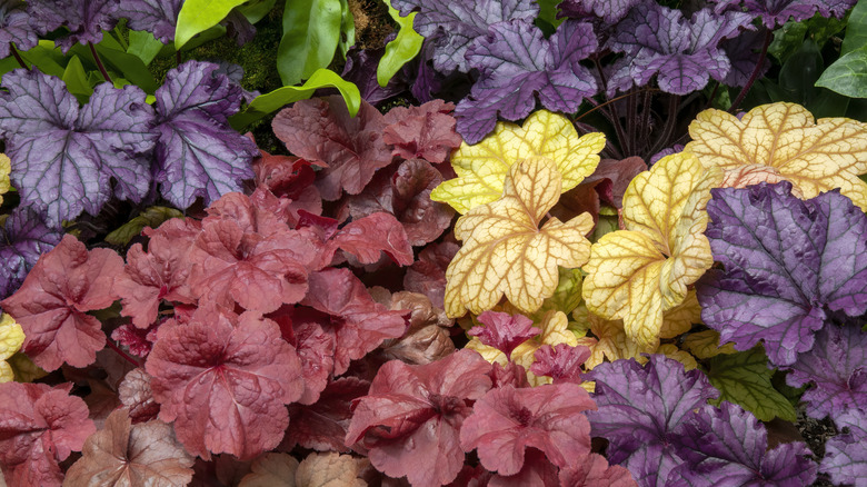 Purple, red, and yellow leafed coral bells grow together.
