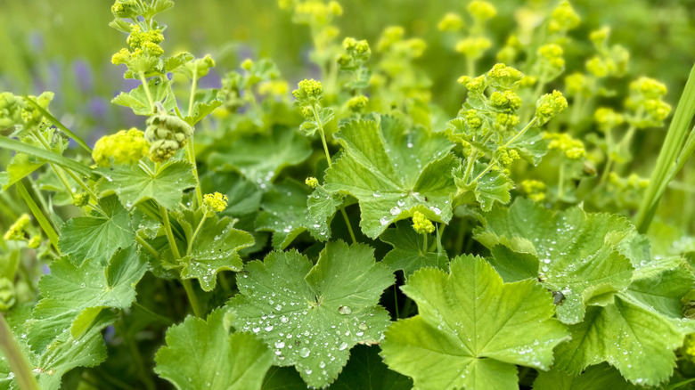 Lady's mantle has large beautiful leaves and charming yellow blooms.