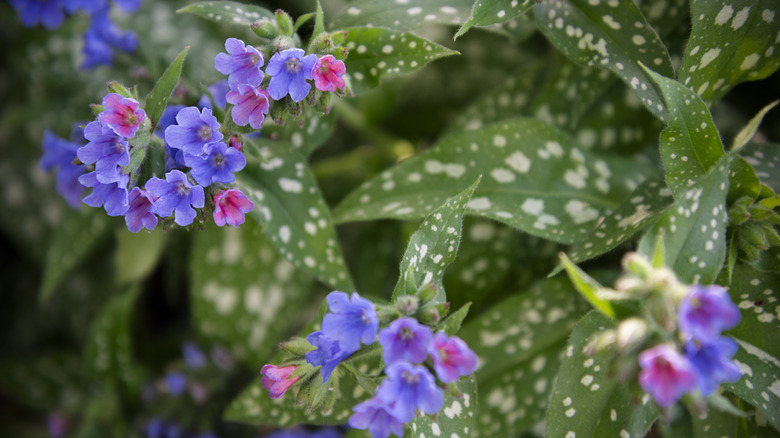 The spotted leaves and purple and pink flowers of lungwort are shown in close-up.