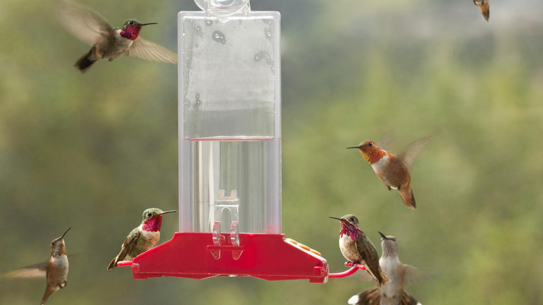 Multiple hummingbirds feed at a window-mounted feeder.