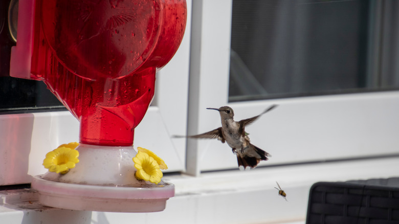 A hummingbird comes in to feed at a window-mounted feeder.