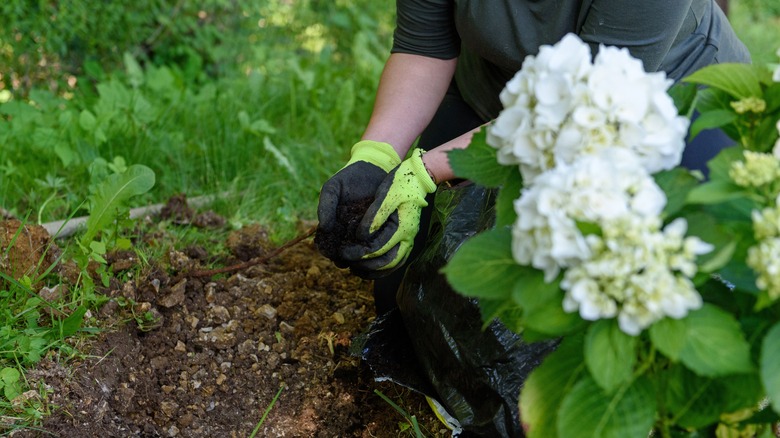 A gardener works the soil near a hydrangea plant.