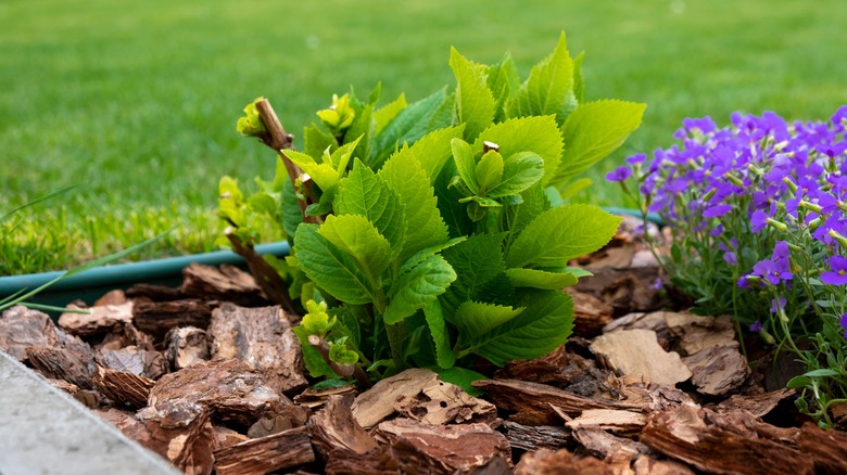 Young hydrangea bush protected with bark mulch.