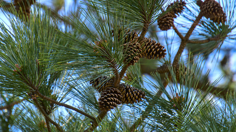 A close image of fine pine needs and clusters of pine cones with the sky in the background.