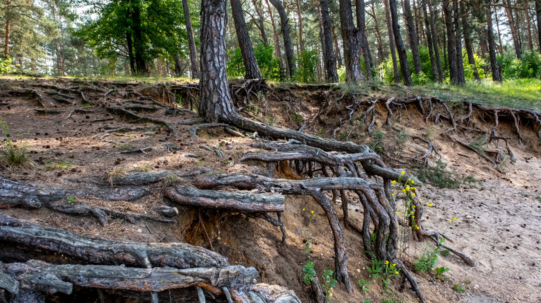 A web of both exposed and buried tree roots on a slope of land.