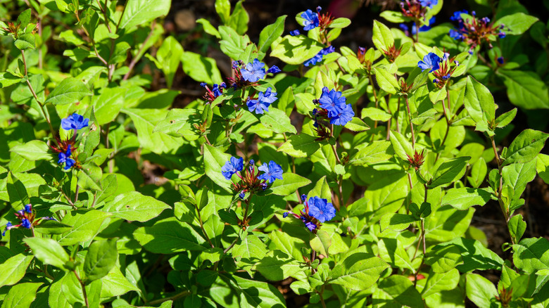Hardy plumbago thrives in a garden.