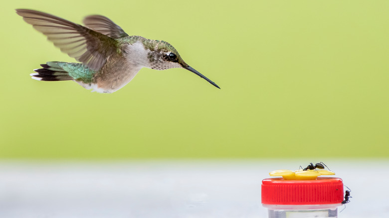 A hummingbird flies to a feeder where two big black ants are also feeding.