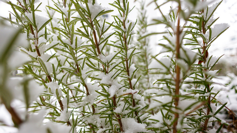 Snow sits on rosemary stems.