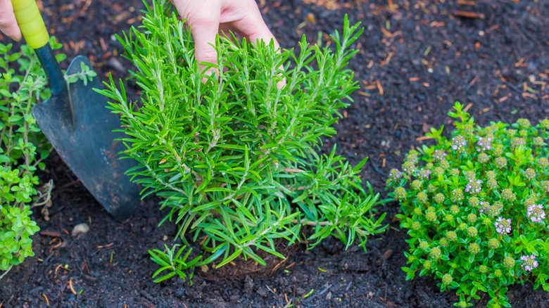 A gardener tends to rosemary in yard.