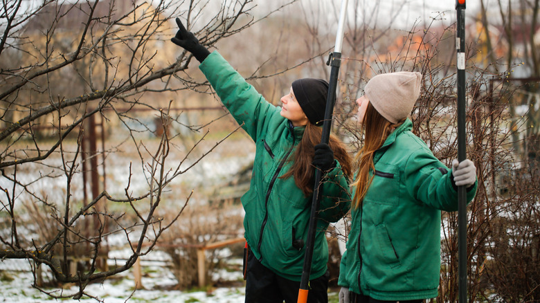 Two women with pruning tools examine a tree in winter.