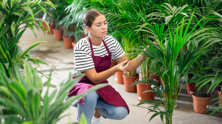A young woman wearing a red apron kneels next to a potted areca palm.