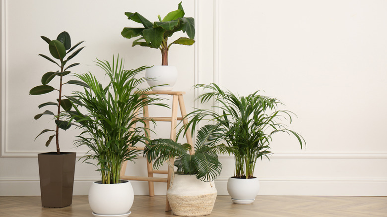 A group of potted houseplants sit at various heights against a white wall.