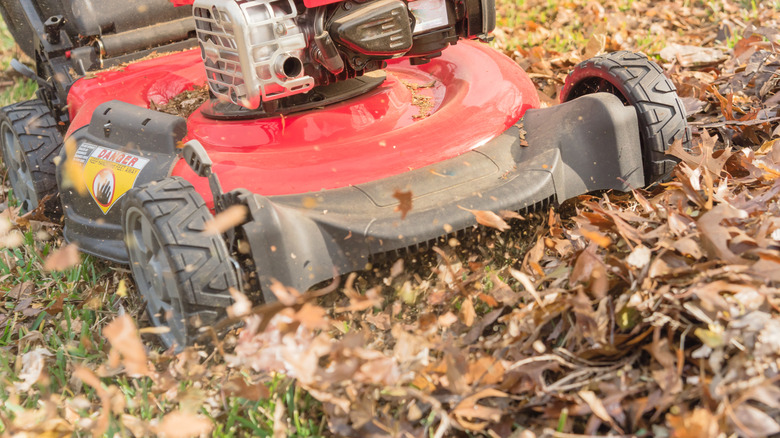 A lawn mower mulches autumn leaves.