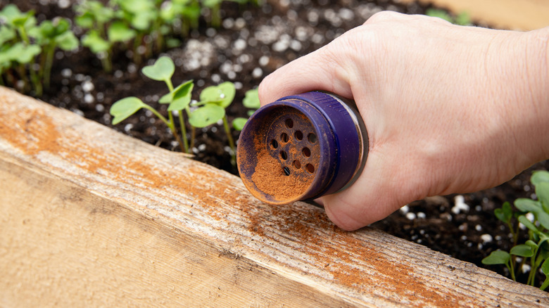 someone sprinkling cinnamon around the perimeter of a garden bed