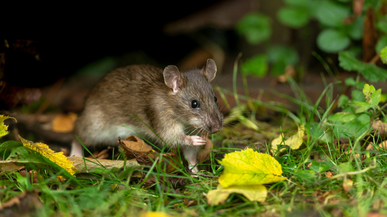 A brown rat eating seeds in the garden
