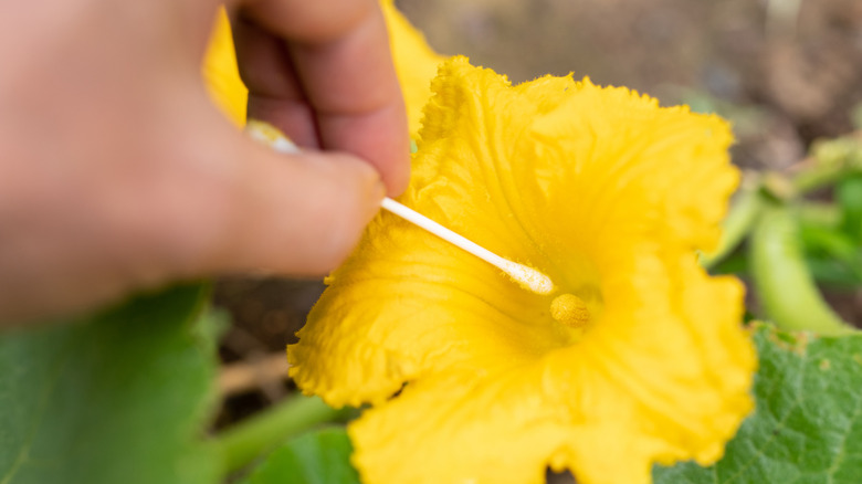 Q-Tip going into a flower